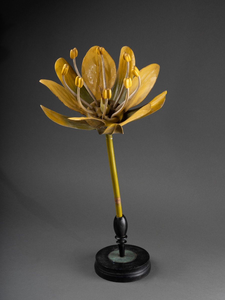 Modèle Anatomique D’une Fleur D’érable – Brendel – XIXe Siècle