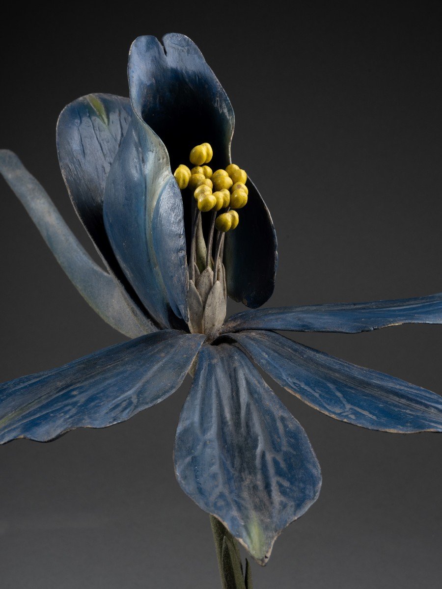 Modèle Botanique D’une Fleur De Dauphinelle Par R.  Brendel-photo-2