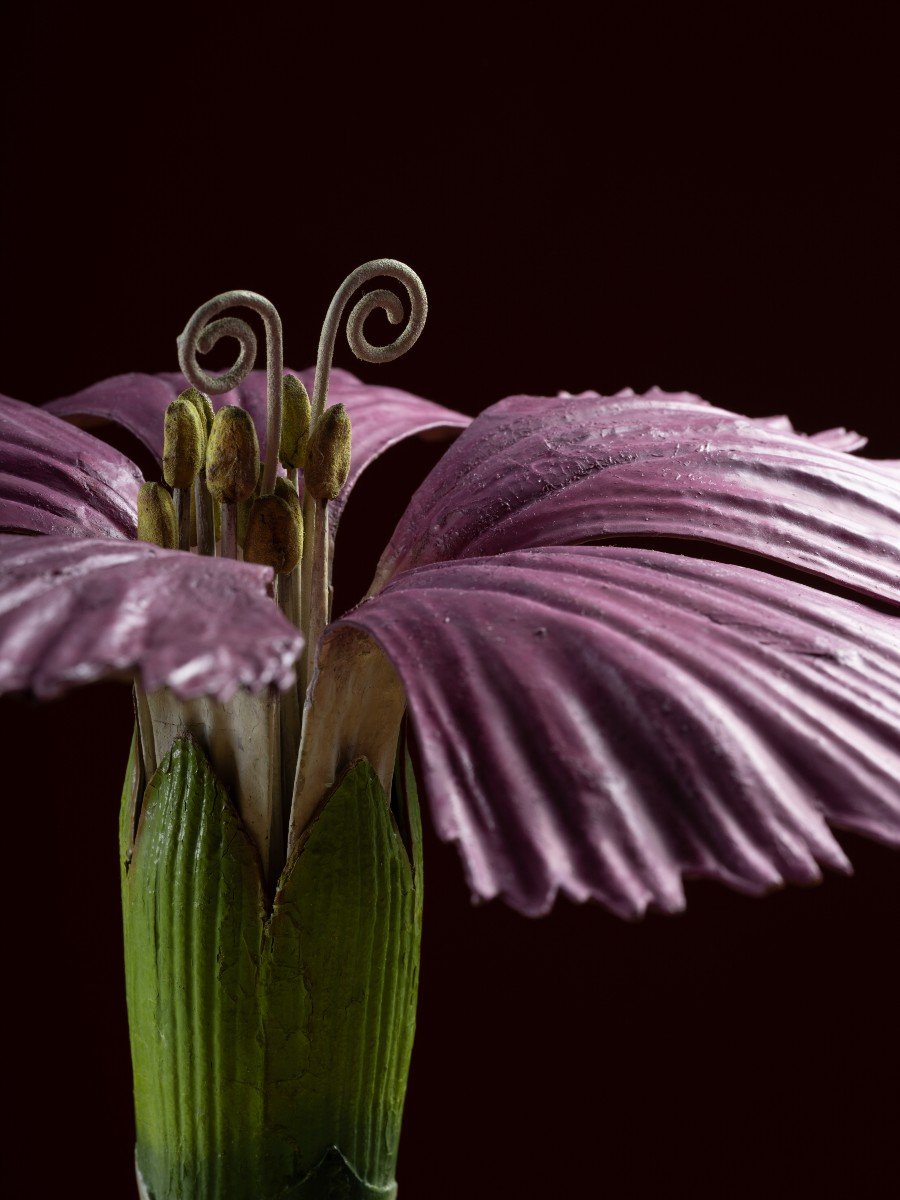 Botanical Model Of A Carnation (dianthus Caryophyllus) By Robert Brendel-photo-2