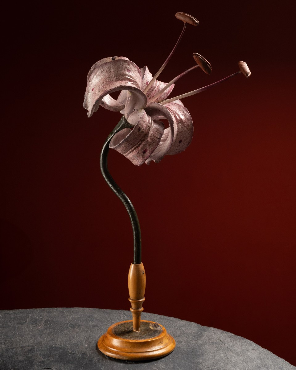 Botanical Model Of A Lily Flower (lilium Martagon) By Robert Brendel