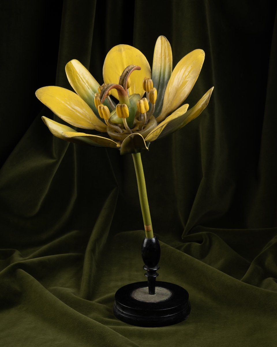 Two Botanical Models Of Male And Female Maple (acer Campestre) Flowers By Brendel-photo-2