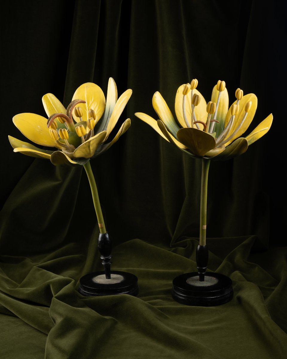 Two Botanical Models Of Male And Female Maple (acer Campestre) Flowers By Brendel-photo-4