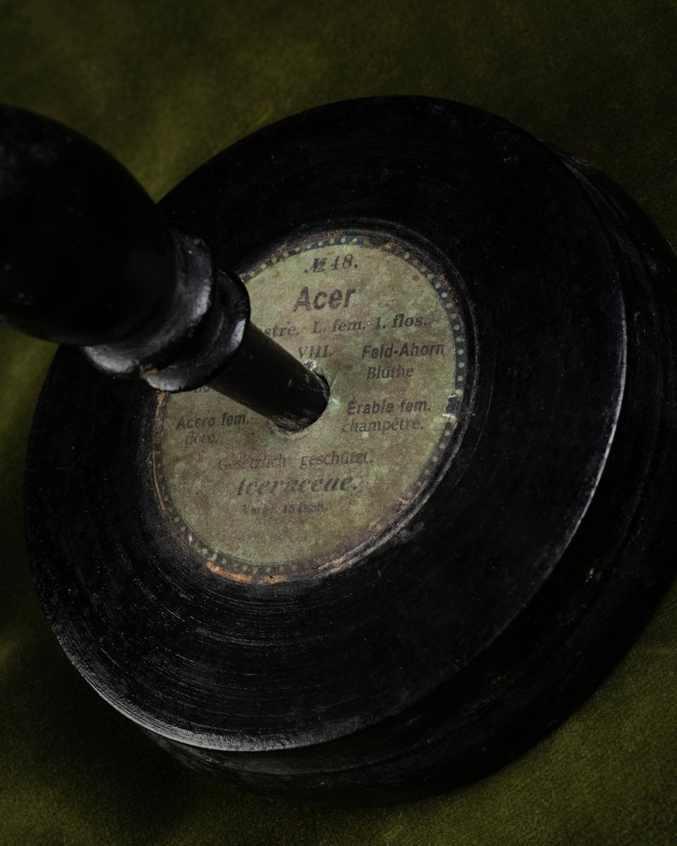 Two Botanical Models Of Male And Female Maple (acer Campestre) Flowers By Brendel-photo-1