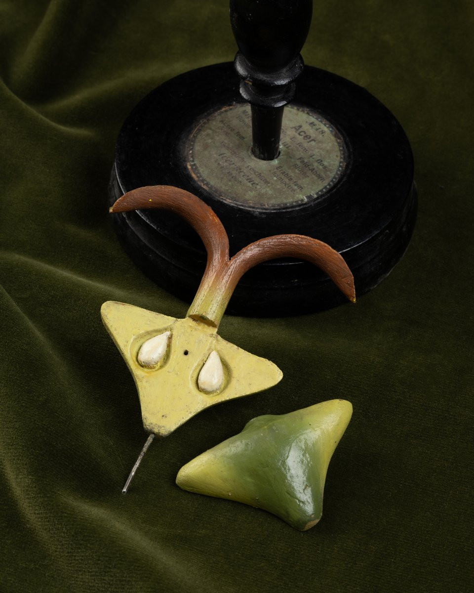 Two Botanical Models Of Male And Female Maple (acer Campestre) Flowers By Brendel-photo-2