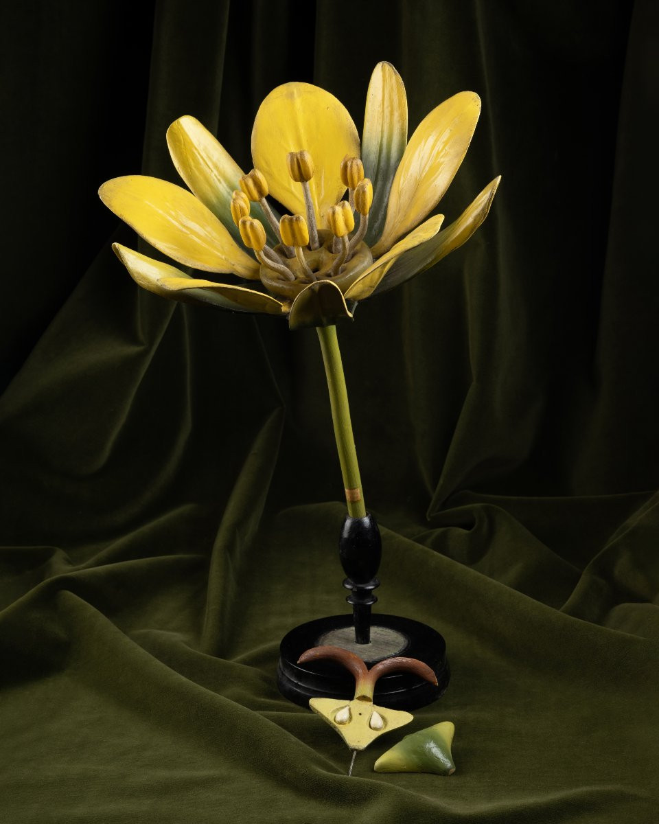 Two Botanical Models Of Male And Female Maple (acer Campestre) Flowers By Brendel-photo-3