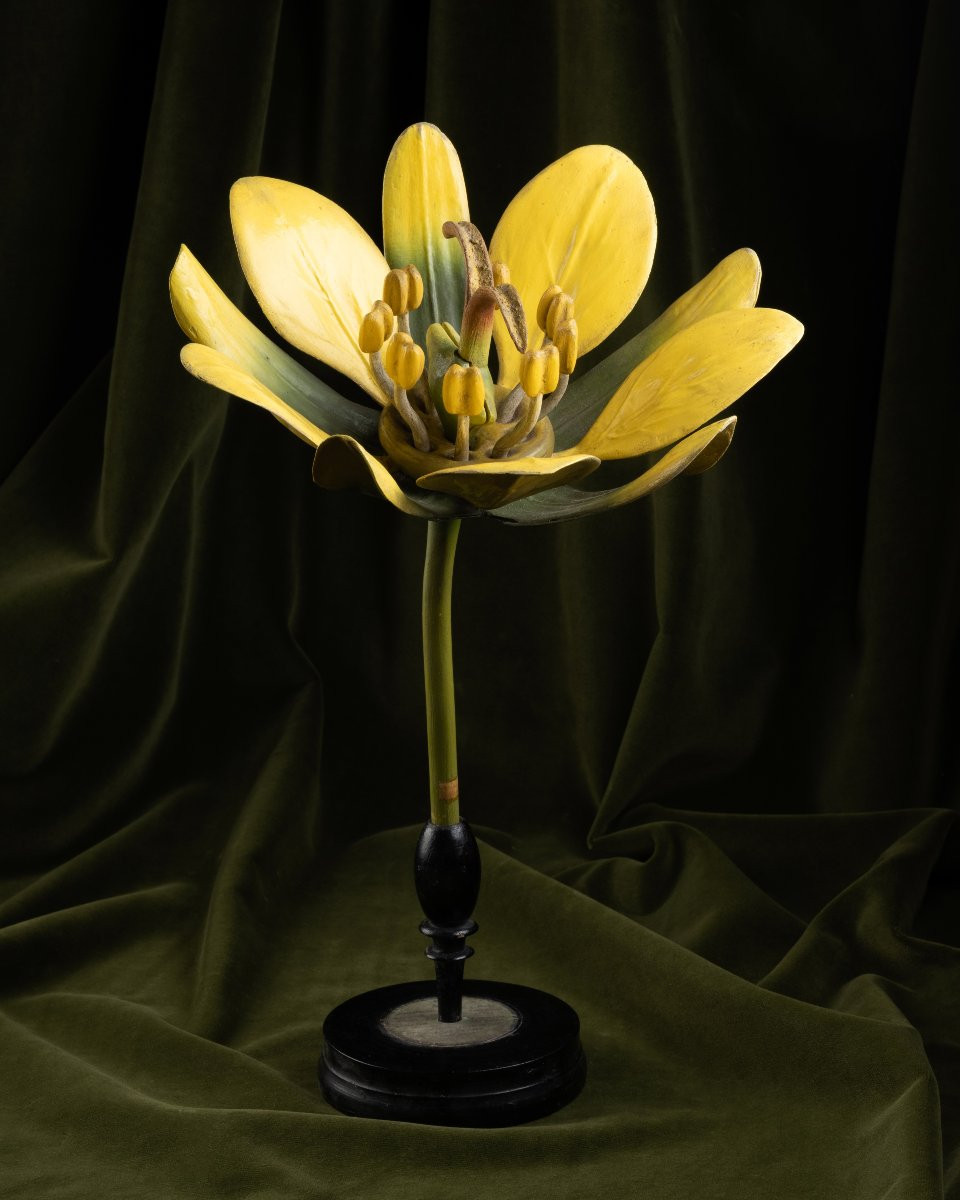 Two Botanical Models Of Male And Female Maple (acer Campestre) Flowers By Brendel-photo-4