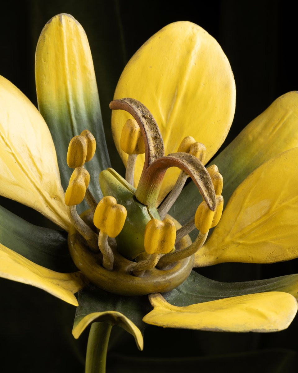Two Botanical Models Of Male And Female Maple (acer Campestre) Flowers By Brendel-photo-5