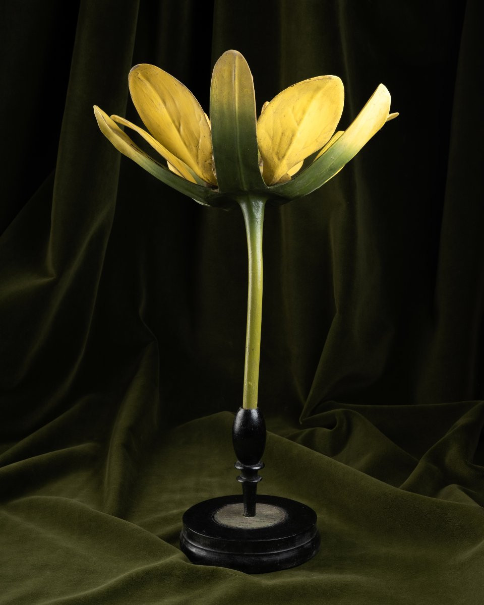 Two Botanical Models Of Male And Female Maple (acer Campestre) Flowers By Brendel-photo-6