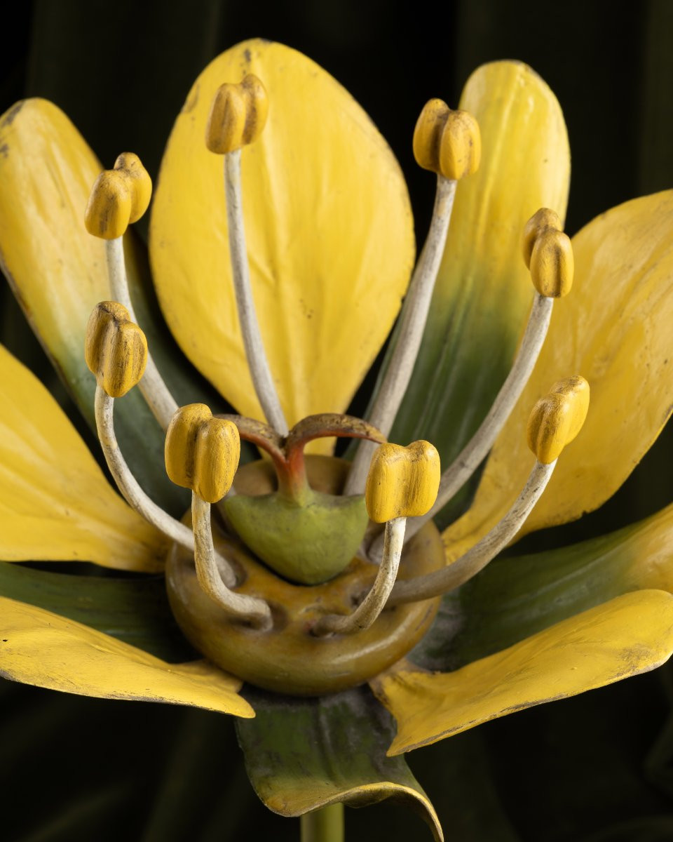 Two Botanical Models Of Male And Female Maple (acer Campestre) Flowers By Brendel-photo-7