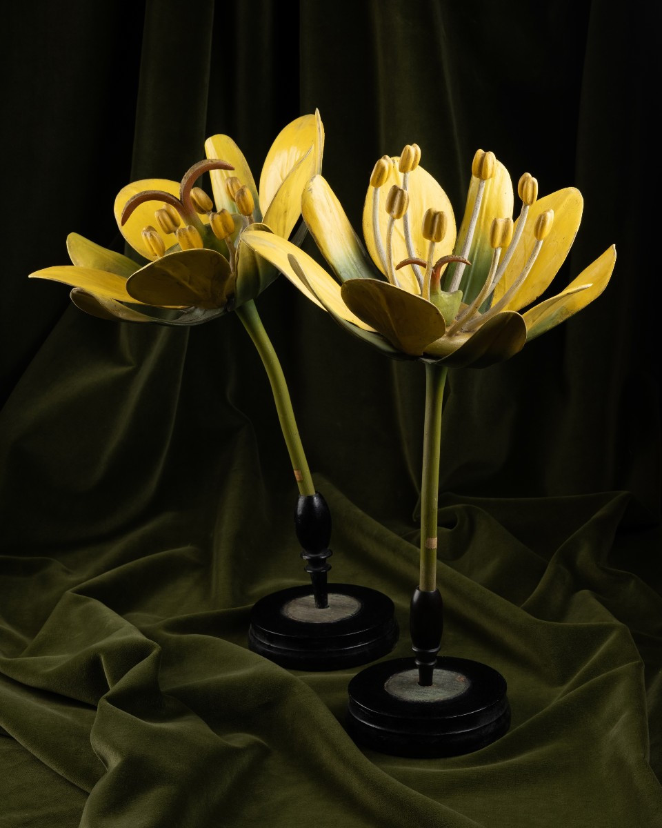 Two Botanical Models Of Male And Female Maple (acer Campestre) Flowers By Brendel