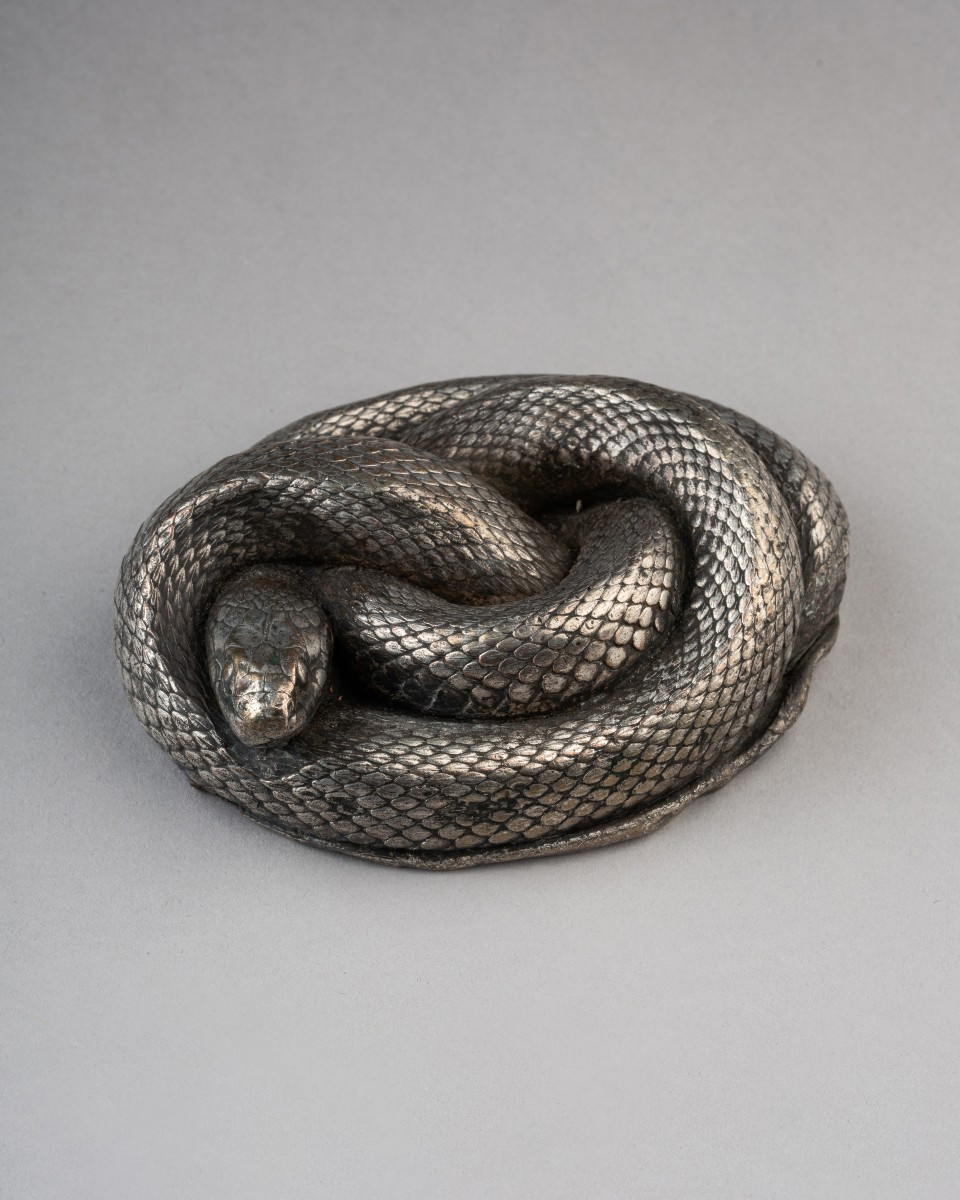 Couleuvre argentée d'après nature