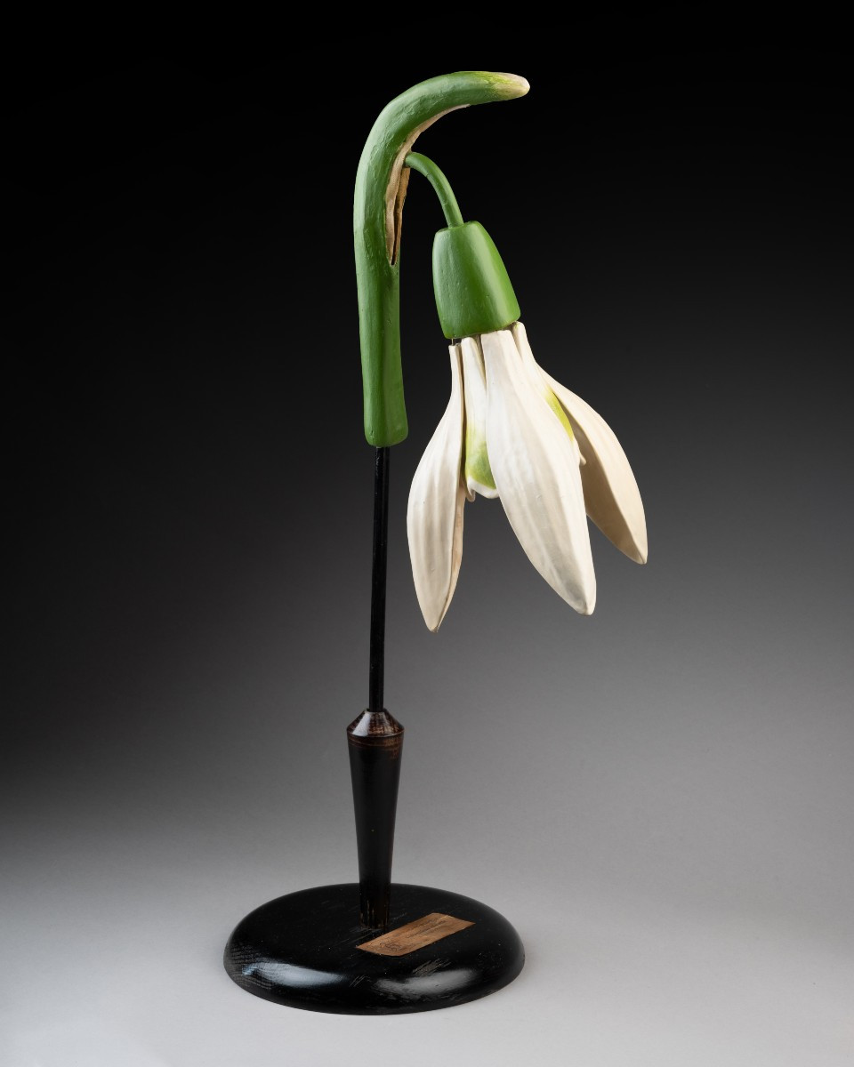 Modèle botanique d'un perce-neige (Galanthus nivalis)-photo-2