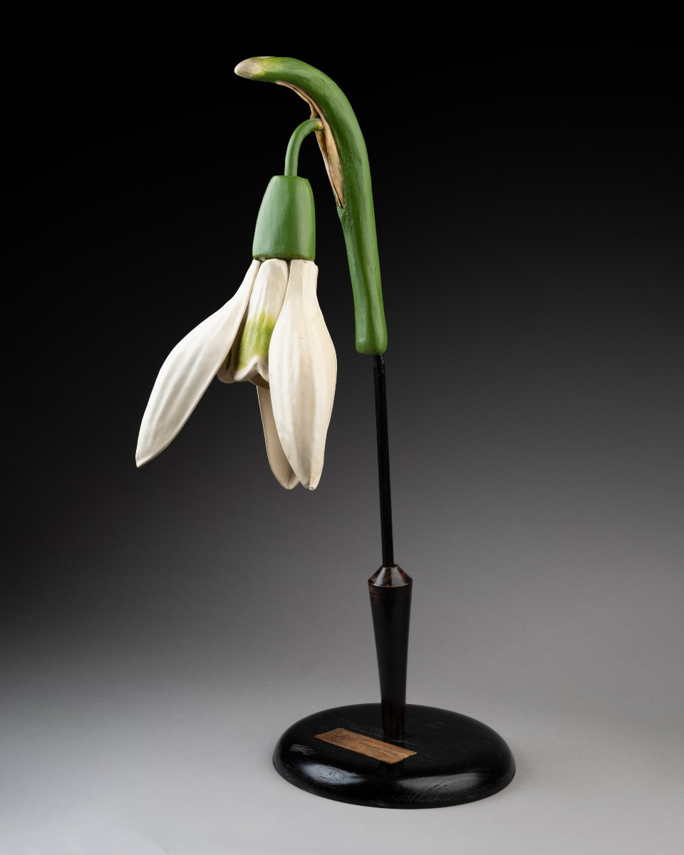 Modèle botanique d'un perce-neige (Galanthus nivalis)