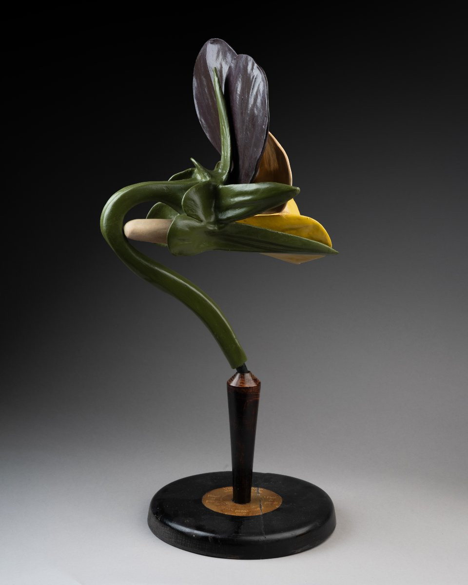 A Botanical Model Of A Pansy (viola Tricolor)-photo-1