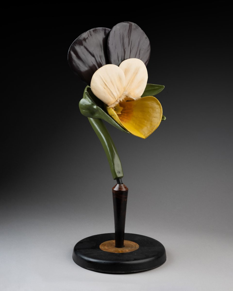 A Botanical Model Of A Pansy (viola Tricolor)-photo-2
