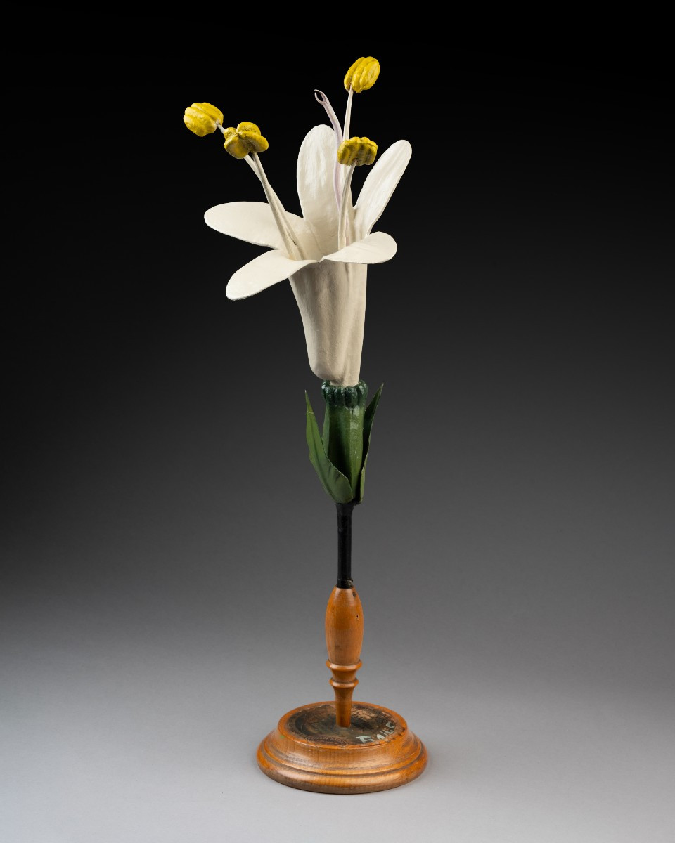 Modèle botanique d'une valériane (Valeriana officinalis) par les ateliers Brendel