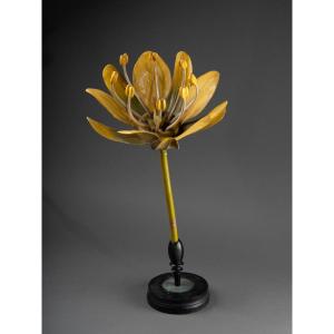 Anatomical Model Of A Maple Flower – Brendel – 19th Century