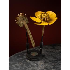 Modèle Botanique D’une Fleur De Bouton D’or Par R. & R. Brendel
