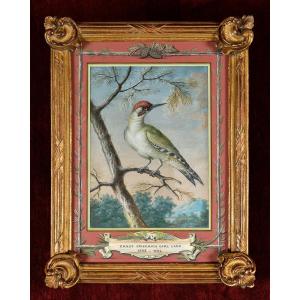 Green Woodpecker - Ernst Friedrich Carl Lang (1748-1782)