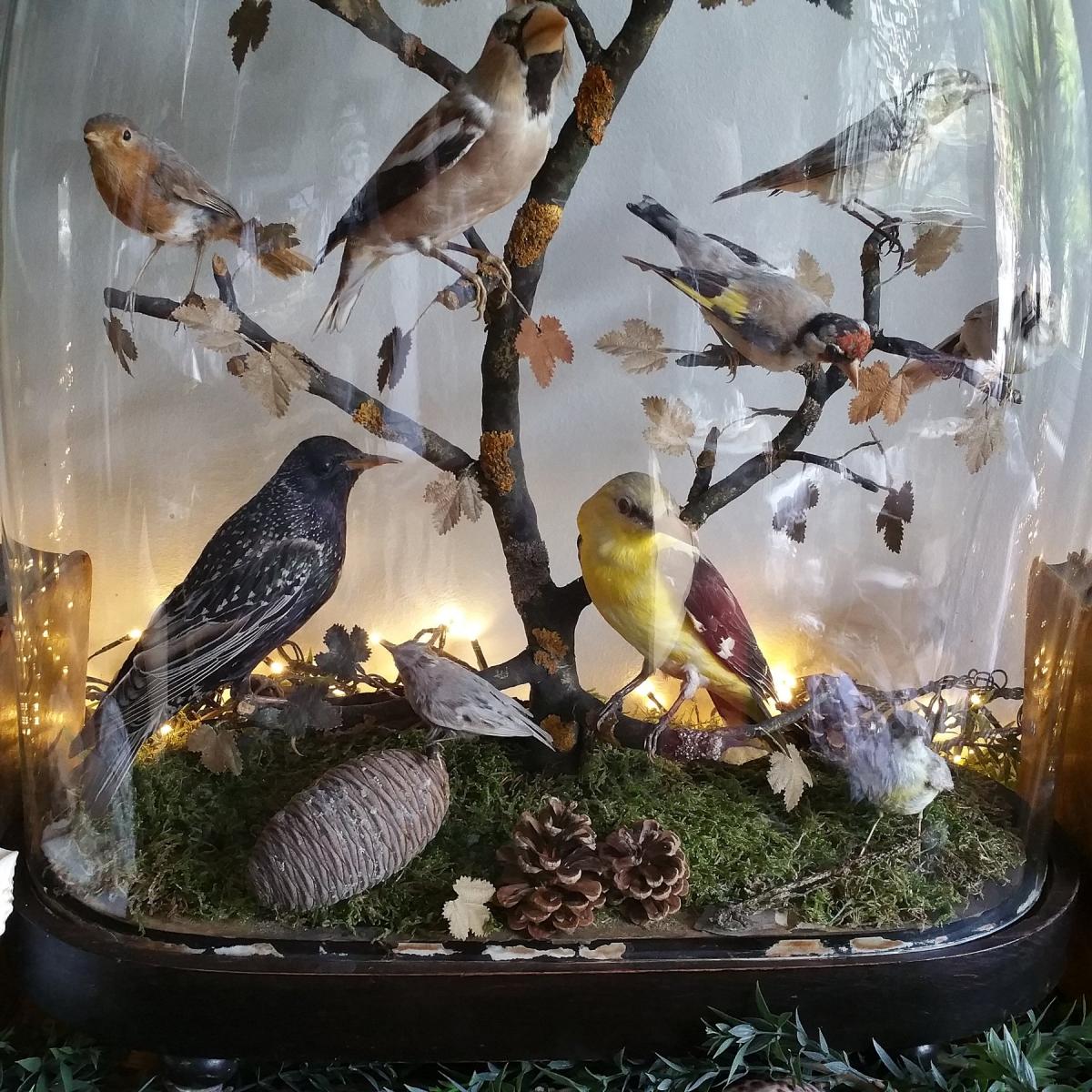 Oiseaux Sous Globe Epoque Napoléon III-photo-3