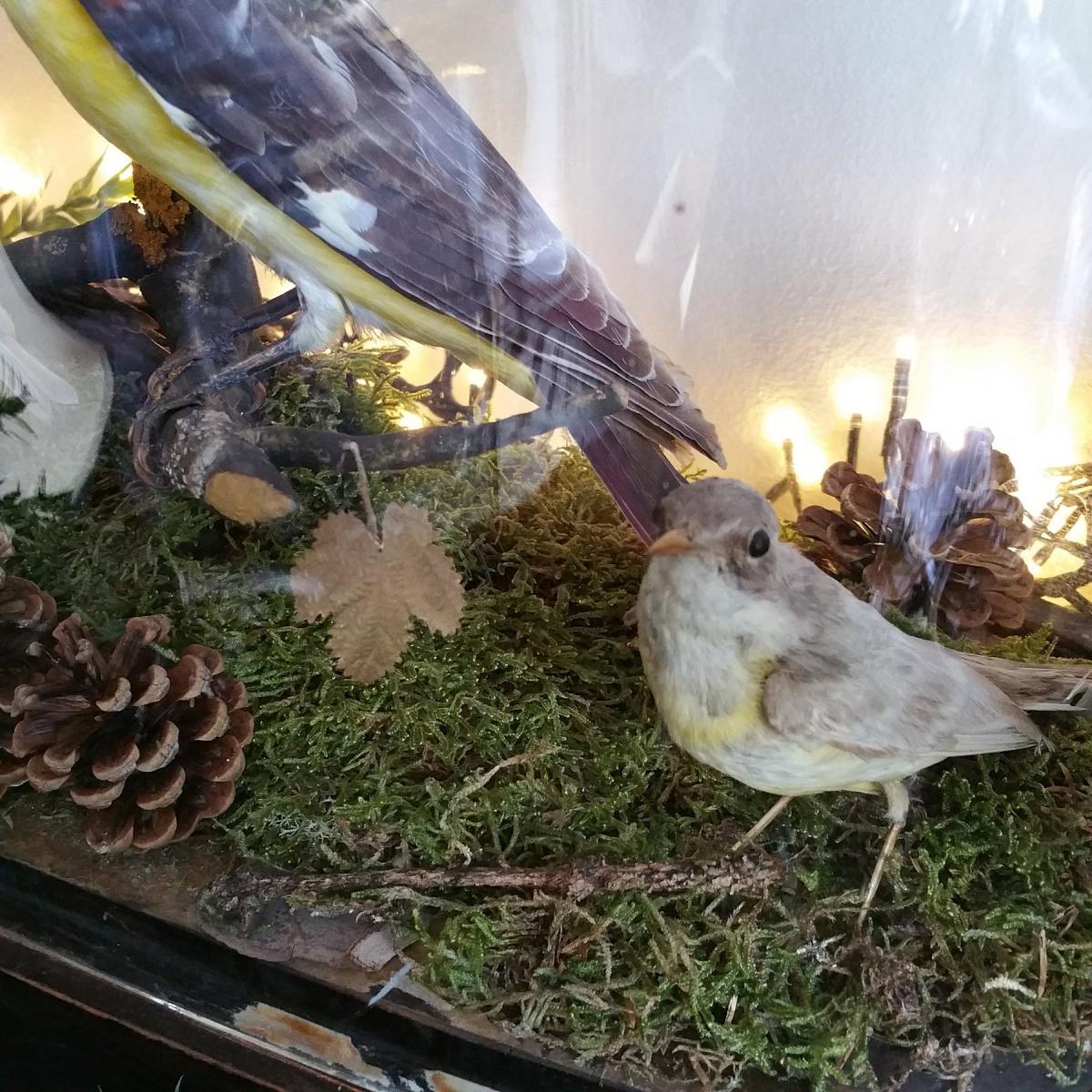 Oiseaux Sous Globe Epoque Napoléon III-photo-4