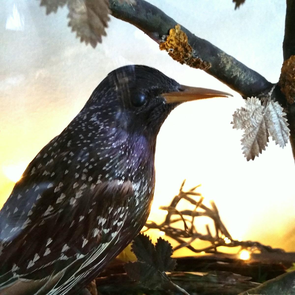 Oiseaux Sous Globe Epoque Napoléon III-photo-3