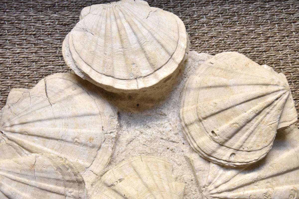 Block Of Fossil Scallops From The Vaucluse-photo-2