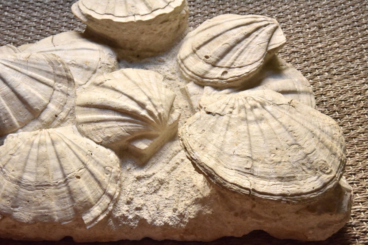Bloc de coquilles Saint-Jacques fossiles du Vaucluse-photo-3