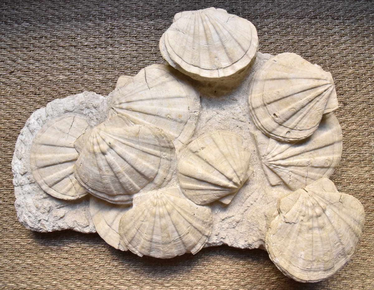 Bloc de coquilles Saint-Jacques fossiles du Vaucluse