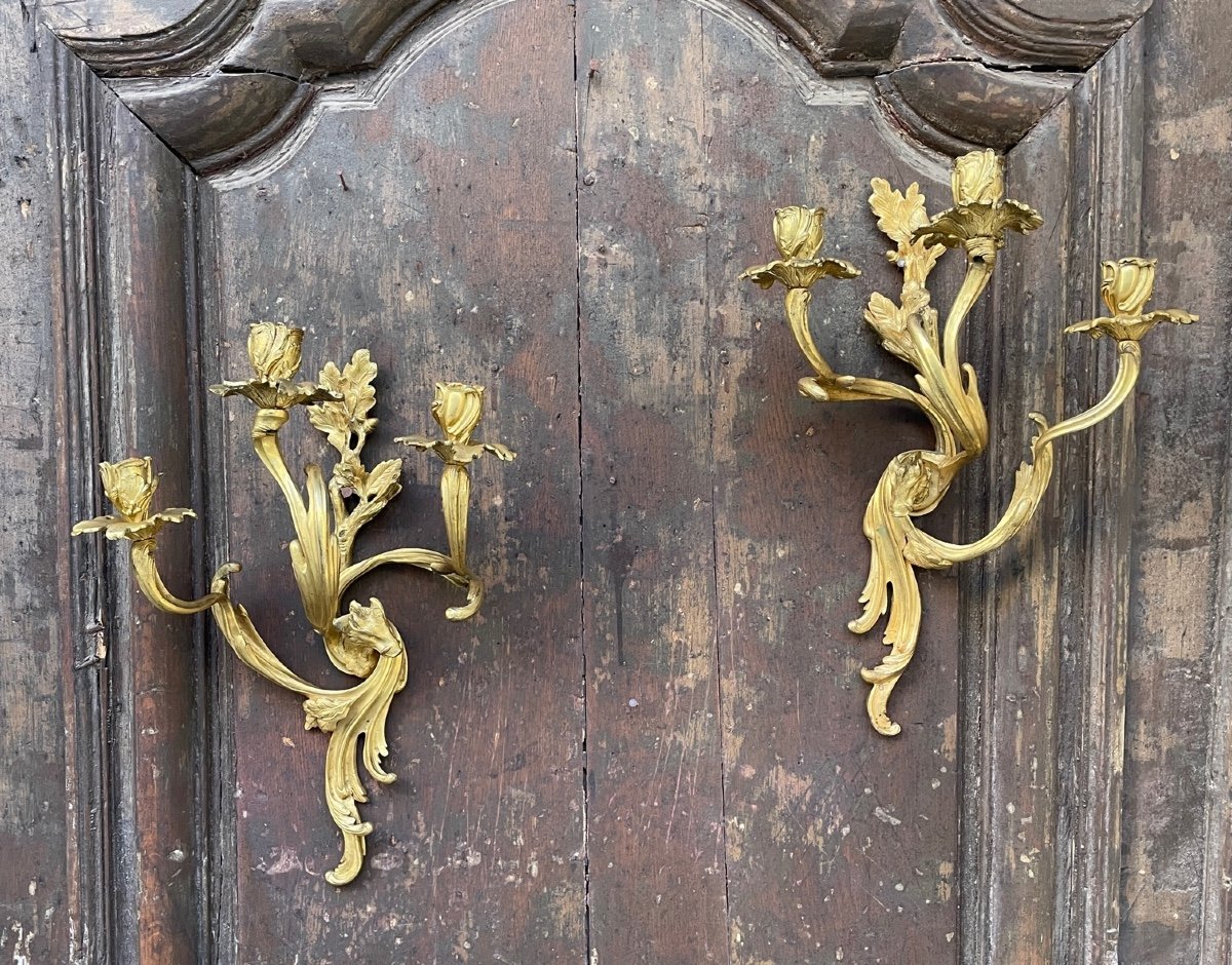 Appliques Aux Sangliers-photo-2
