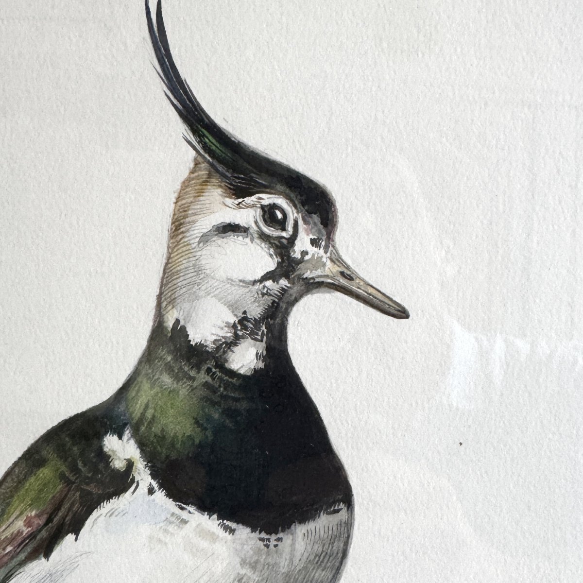 Aquarelle “le vanneau huppé” Blaise Prud’hon-photo-2