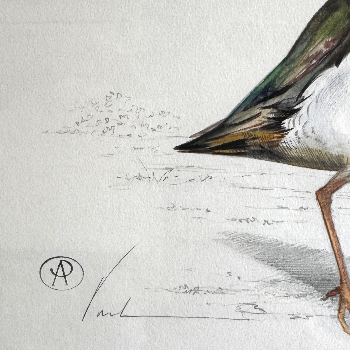 Aquarelle “le vanneau huppé” Blaise Prud’hon-photo-3