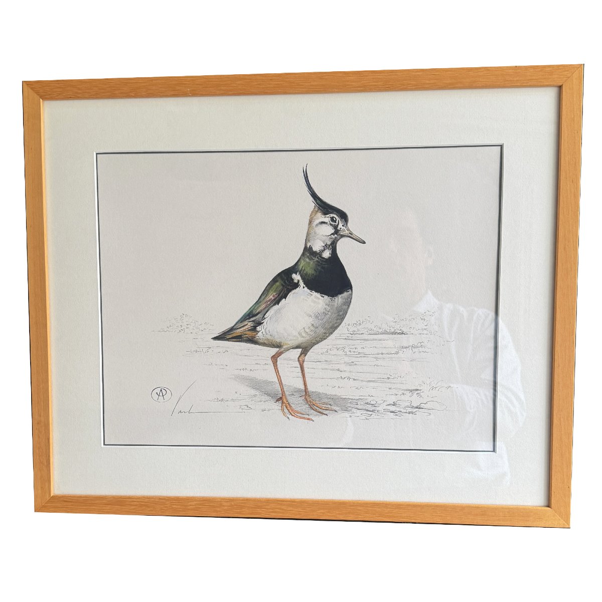 Aquarelle “le vanneau huppé” Blaise Prud’hon-photo-4