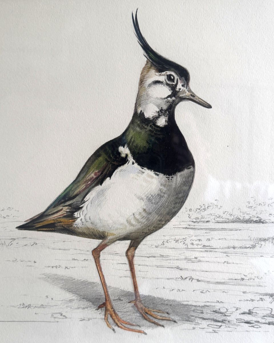 Aquarelle “le vanneau huppé” Blaise Prud’hon