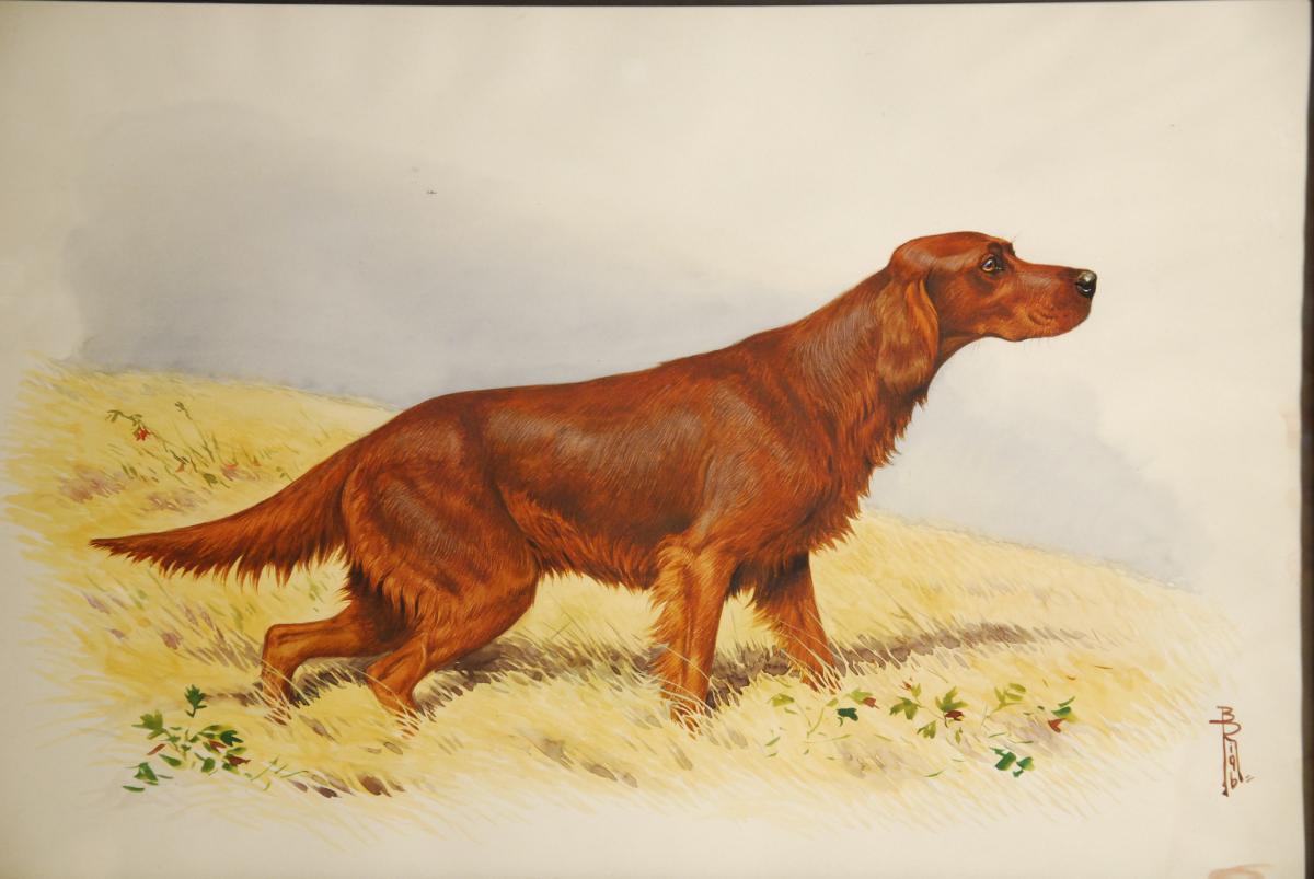 Aquarelle Chien De Chasse A l'ArrÊt Boris Riab