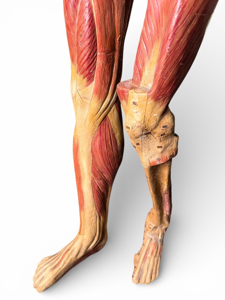 Anatomical Model In Papier-mâché By Doctor Auzoux-photo-2