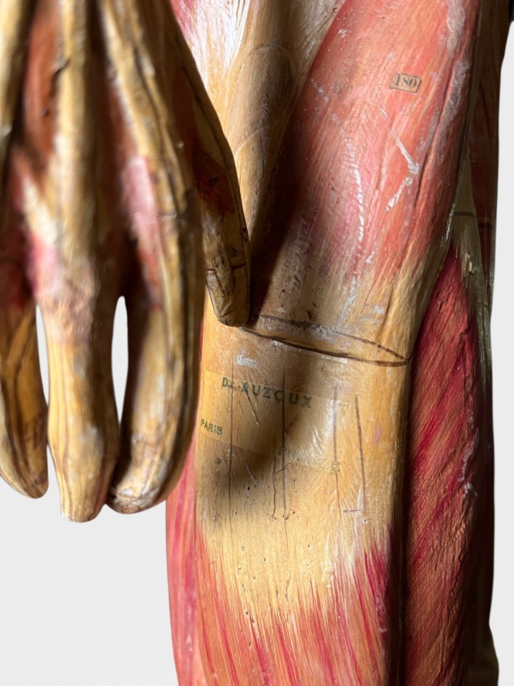 Anatomical Model In Papier-mâché By Doctor Auzoux-photo-3