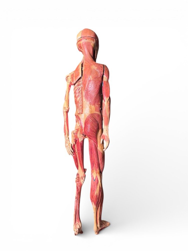 Anatomical Model In Papier-mâché By Doctor Auzoux-photo-1