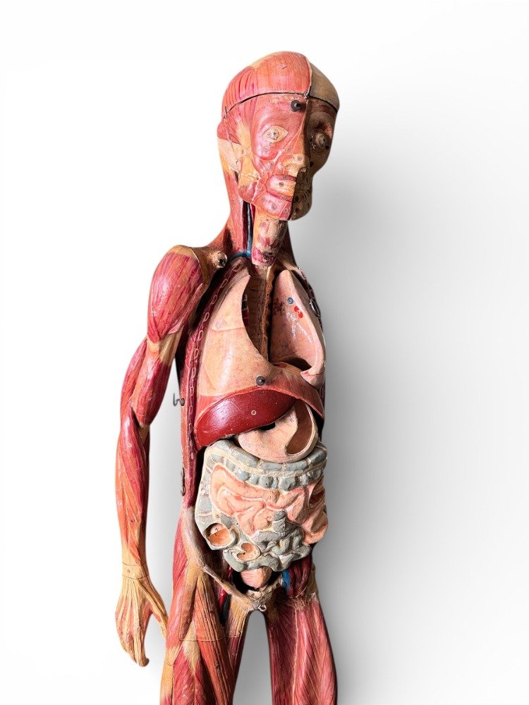 Anatomical Model In Papier-mâché By Doctor Auzoux-photo-2