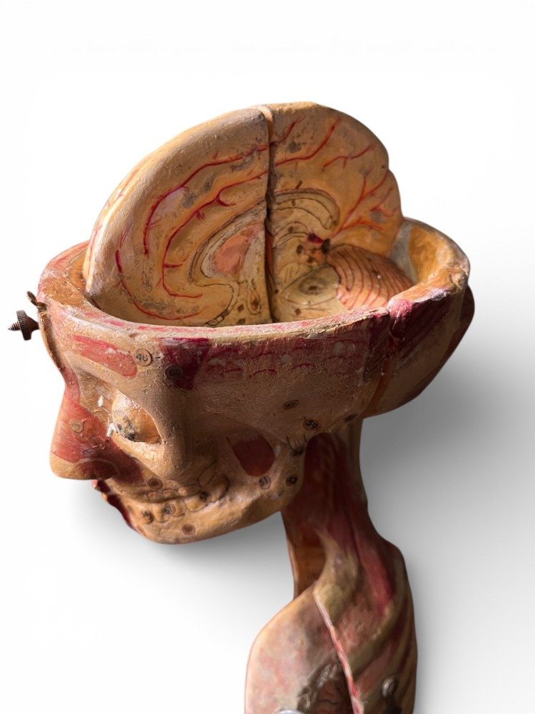 Anatomical Model In Papier-mâché By Doctor Auzoux-photo-3
