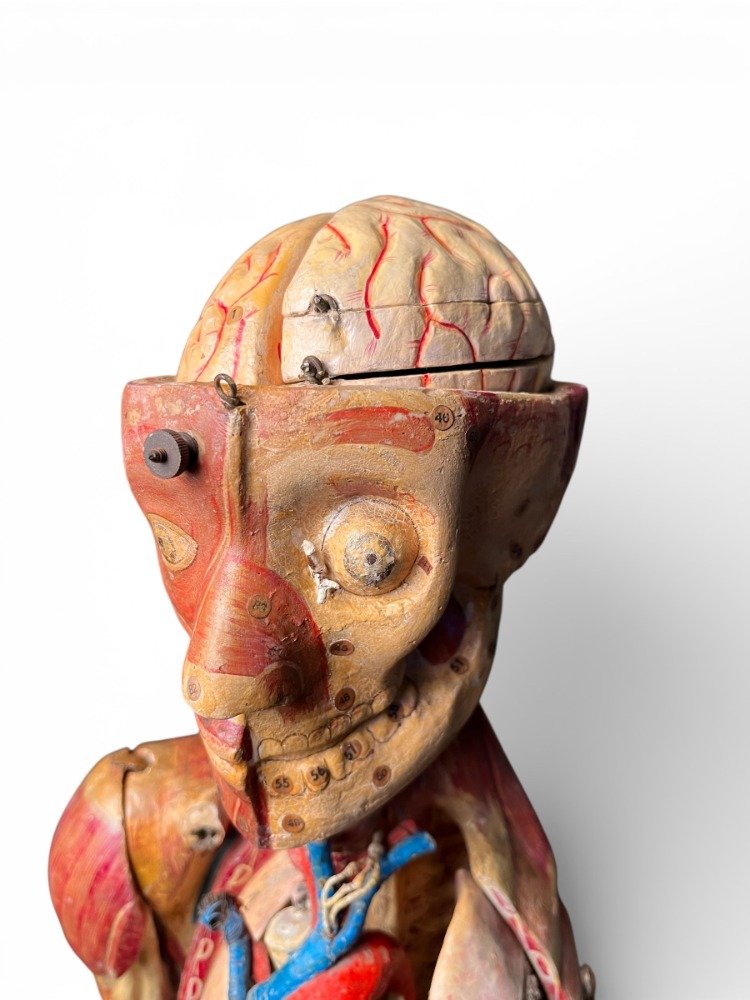 Anatomical Model In Papier-mâché By Doctor Auzoux-photo-4