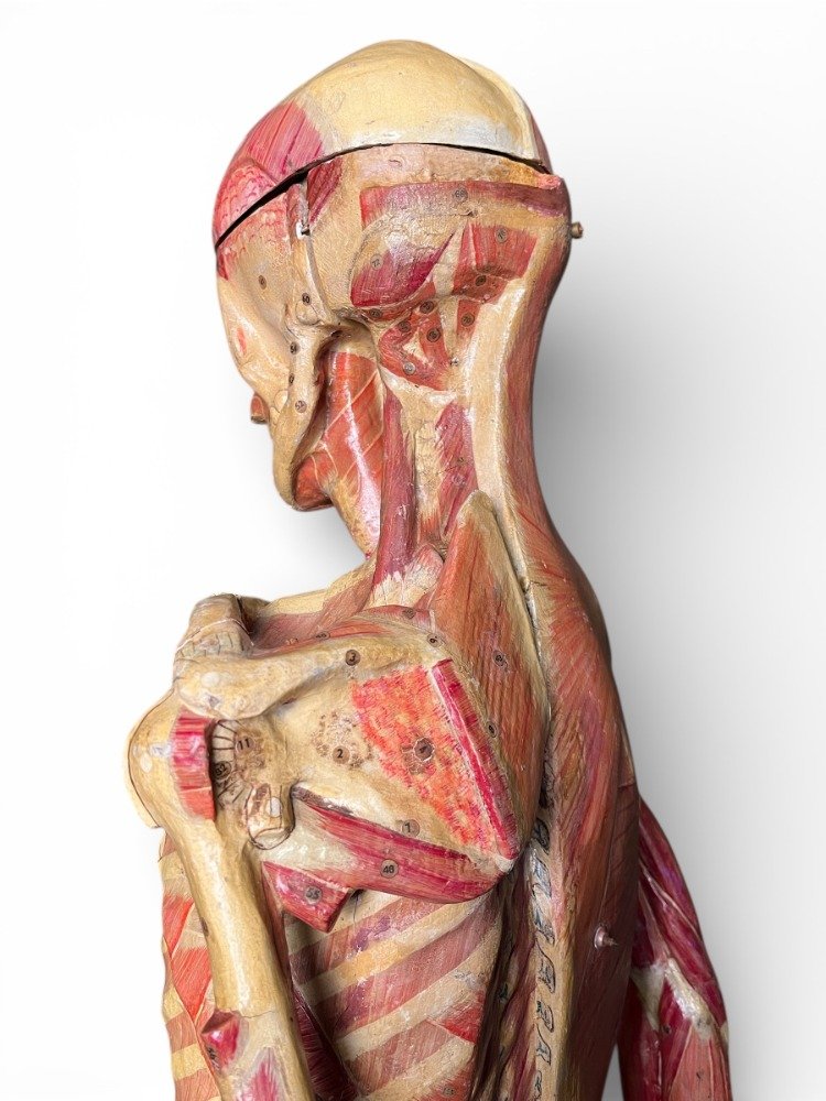 Anatomical Model In Papier-mâché By Doctor Auzoux-photo-7