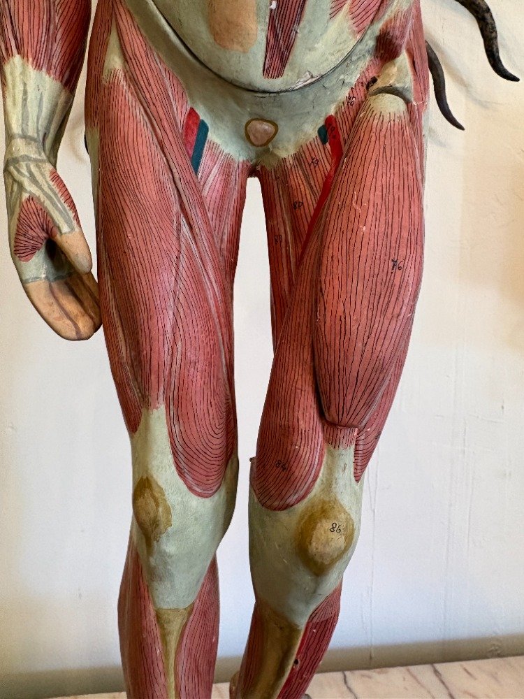 Ecorché d'anatomie -photo-3