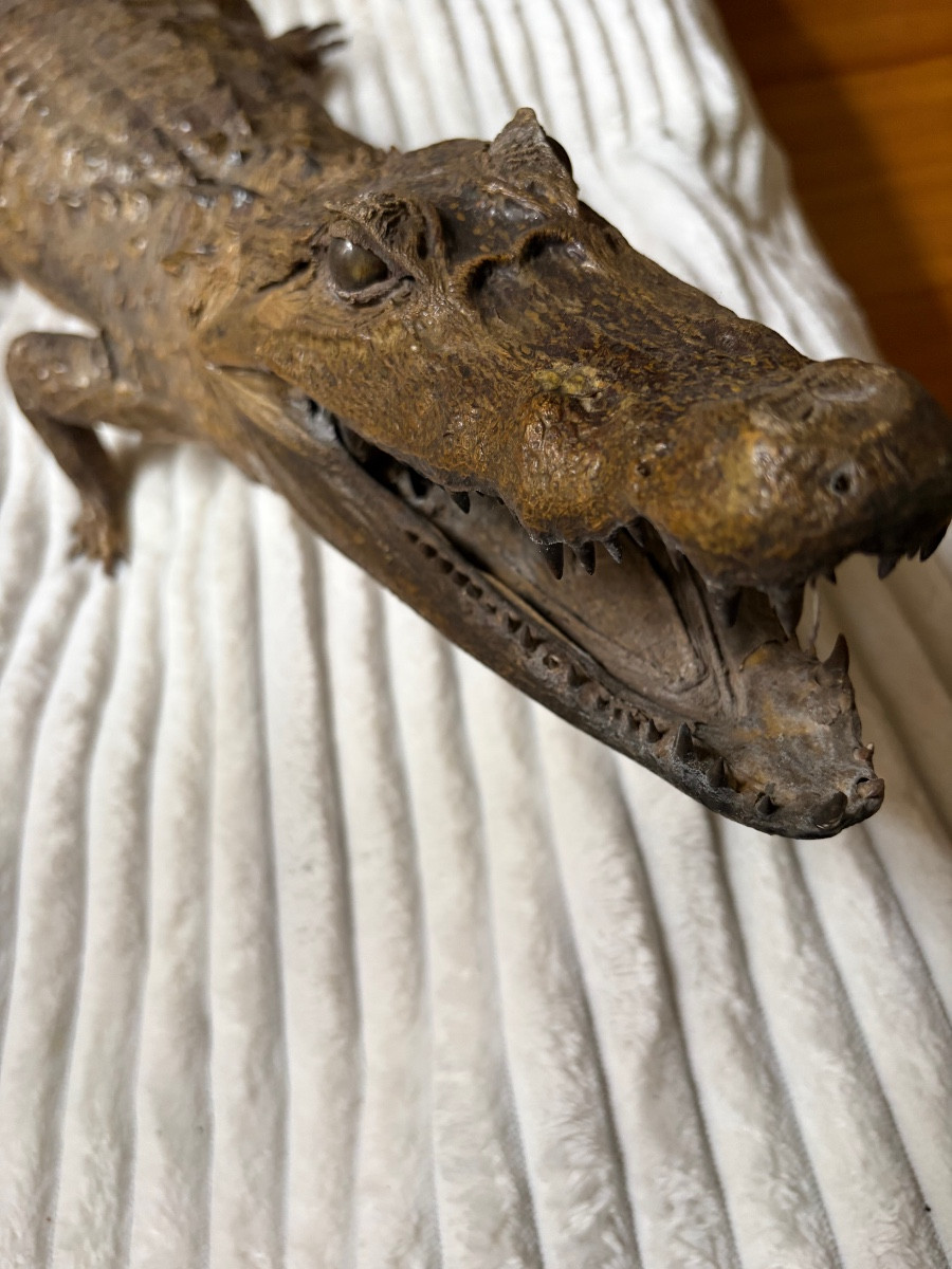 Naturalized Caiman Crocodile-photo-2