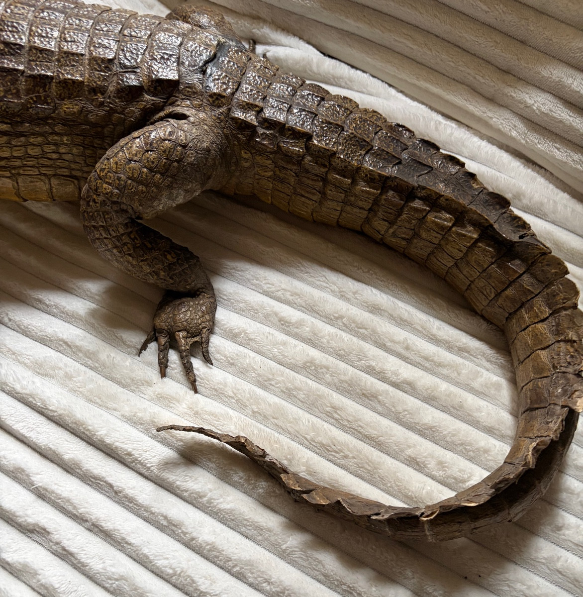 Naturalized Caiman Crocodile-photo-3