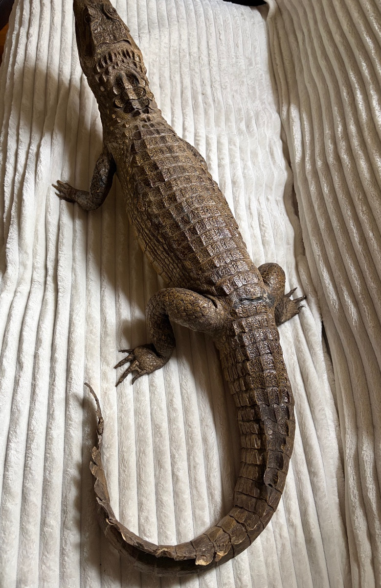 Naturalized Caiman Crocodile-photo-4