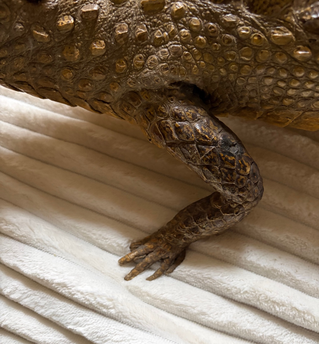 Naturalized Caiman Crocodile-photo-1