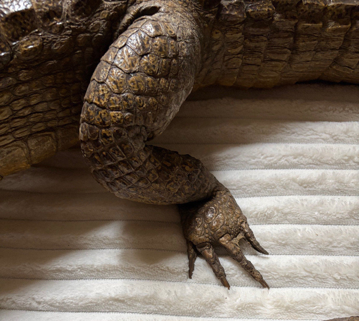 Naturalized Caiman Crocodile-photo-2