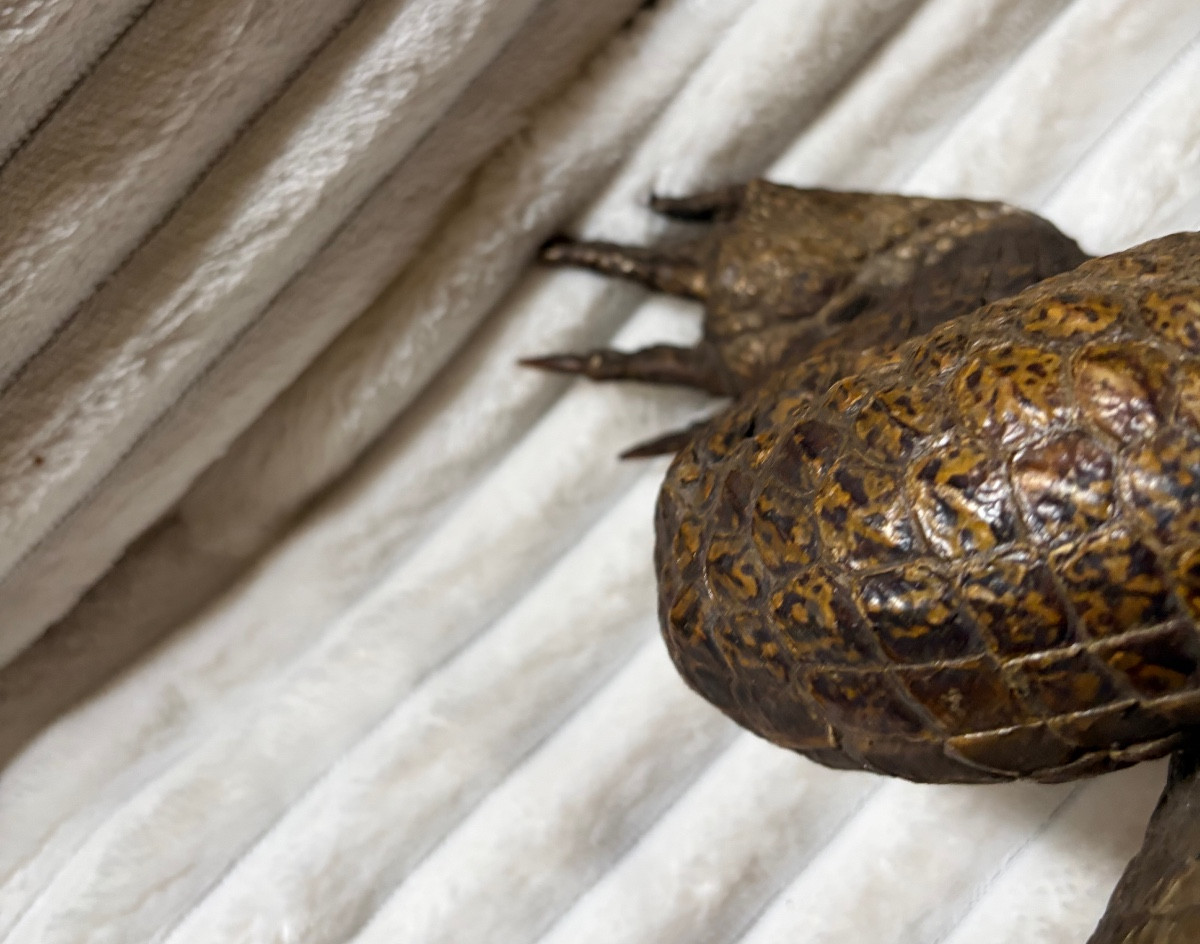Naturalized Caiman Crocodile-photo-3