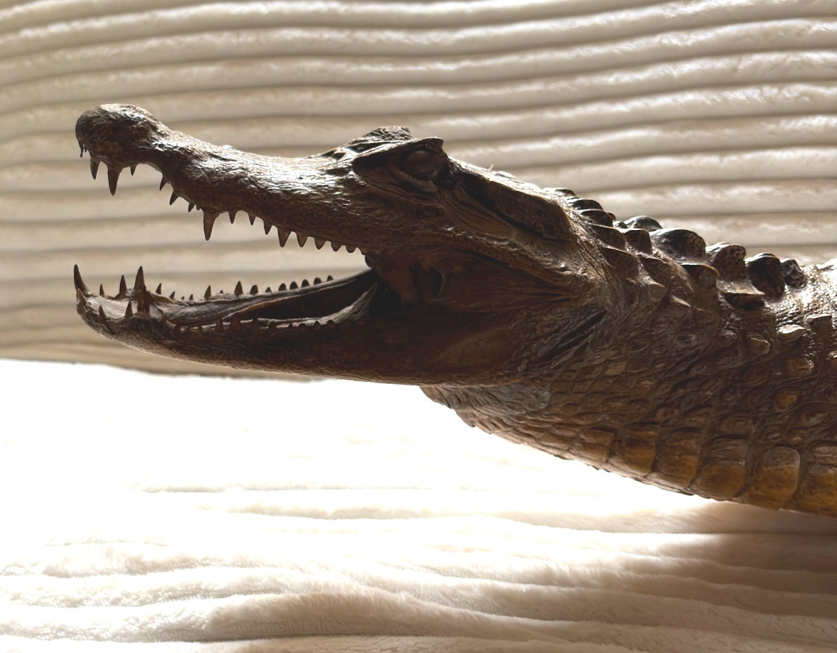 Naturalized Caiman Crocodile-photo-4